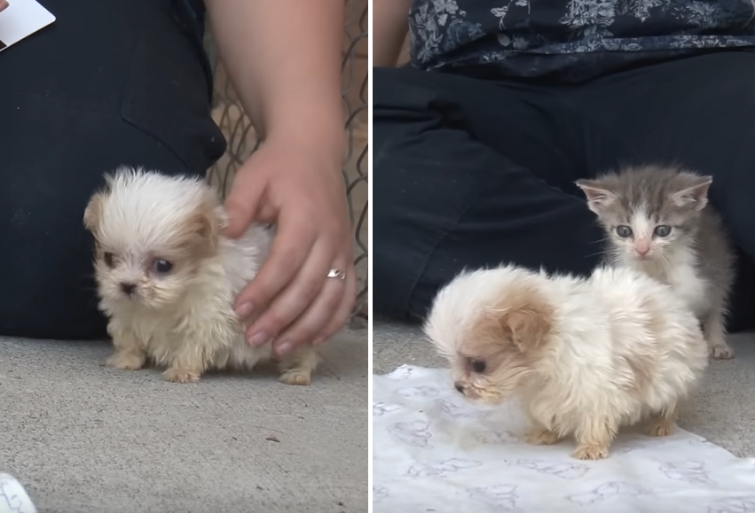 Tiny Shih-Tzu Pup Introduced To A New Friend After Rescue From Puppy Mill